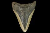 Bargain, Fossil Megalodon Tooth - North Carolina #124811-1